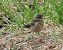 Tarabilla común (Saxicola rubicola) © Juana Oyanguren