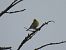 Verdecillo (Serinus serinus) © Juana Oyanguren