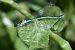 Coenagrion mercuriale  - Ansola Ibarzabal