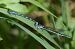 Coenagrion mercuriale  - Ansola Ibarzabal