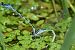 Coenagrion mercuriale © Ansola Ibarzabal