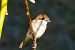 Antzandobi arrunta (Lanius collurio) © Christopher Gerald Pellow