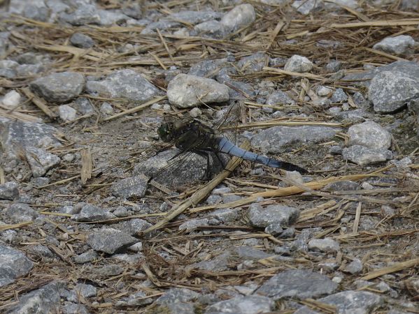 Orthetrum cancellatum  - Alfredo Herrero