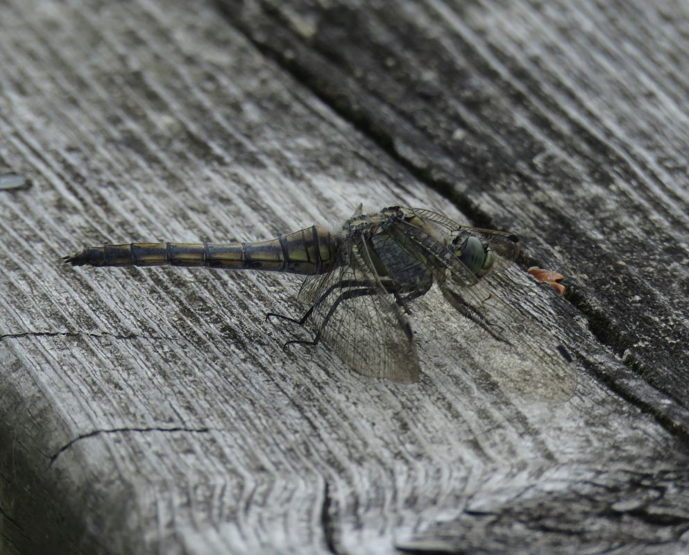 Orthetrum cancellatum  - Alfredo Herrero