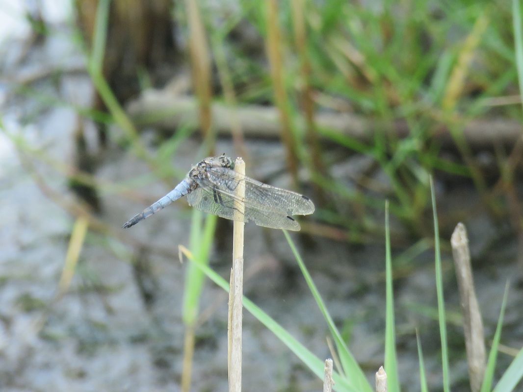 Orthetrum cancellatum  - Alfredo Herrero