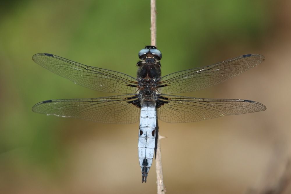 Libellula fulva  - Iñaki Mezquita Aranburu