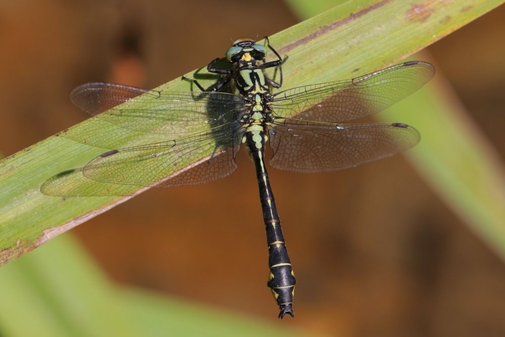 Gomphus vulgatissimus  - Iñaki Mezquita Aranburu