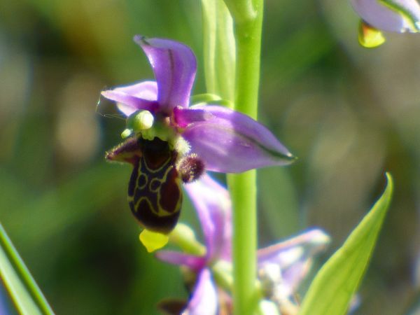 Ophrys scolopax  - Serafín Alarcón