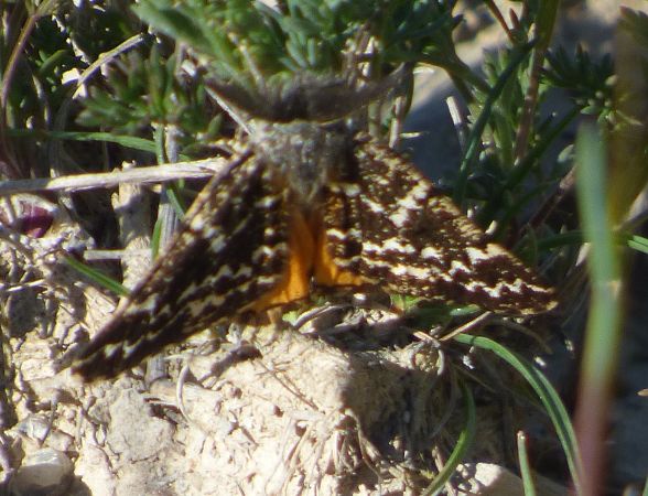 Athroolopha pennigeraria  - Serafín Alarcón