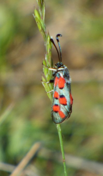 Zygaena rhadamanthus  - Serafín Alarcón