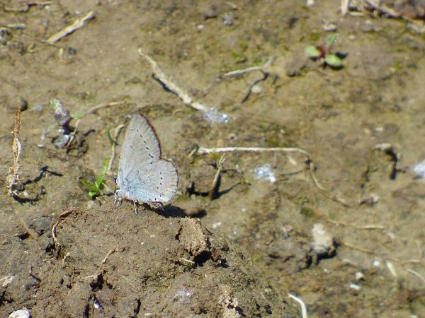 Cupido minimus  - Serafín Alarcón