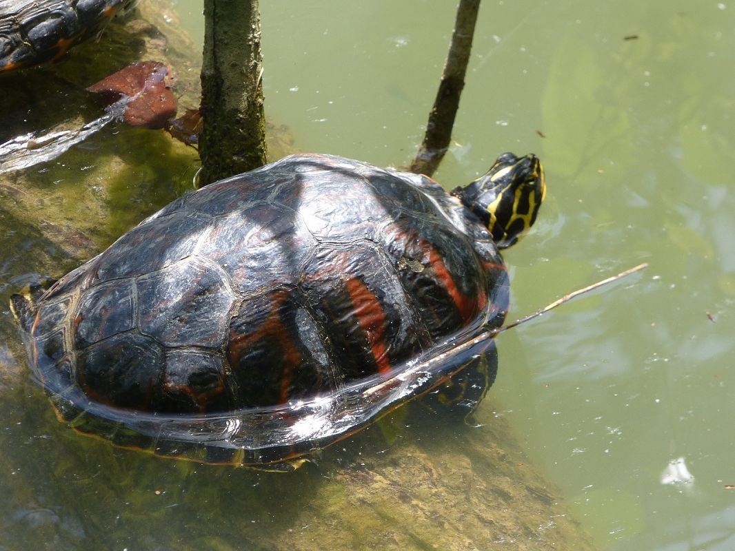 Pseudemys nelsoni  - Serafín Alarcón