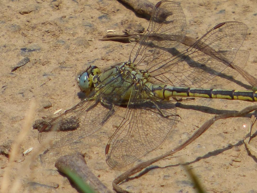 Gomphus pulchellus  - Serafín Alarcón