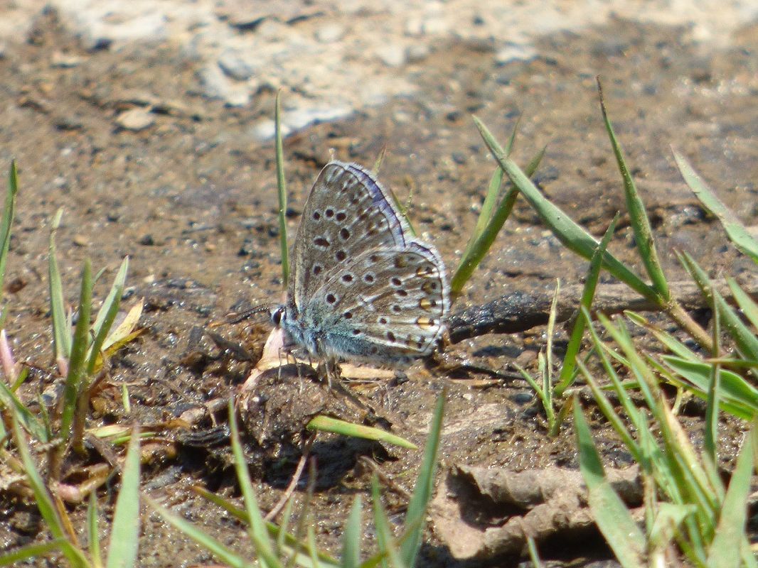 Lysandra bellargus  - Serafín Alarcón
