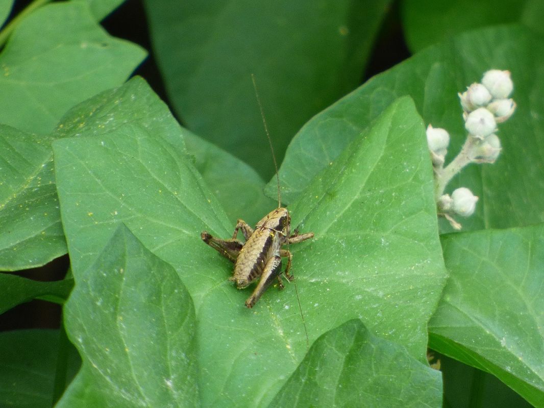 Pholidoptera griseoaptera  - Serafín Alarcón