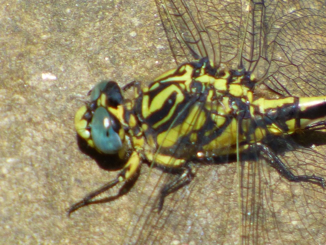 Onychogomphus uncatus  - Serafín Alarcón