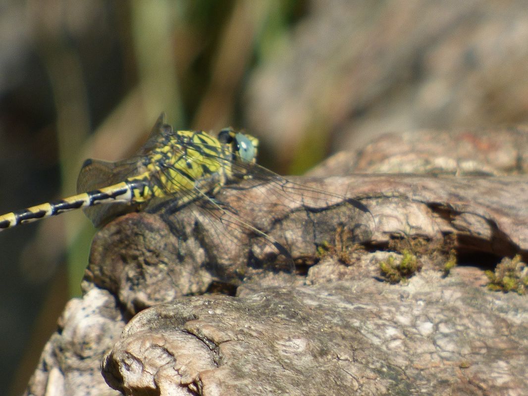 Onychogomphus forcipatus  - Serafín Alarcón