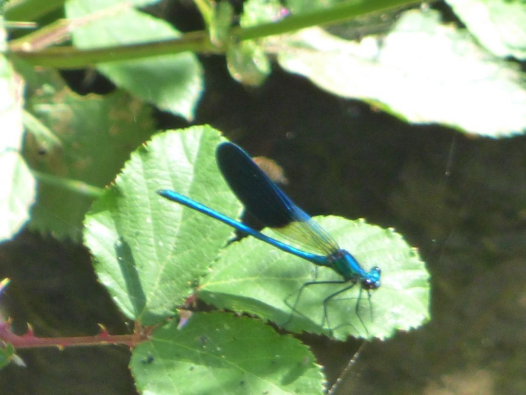 Calopteryx xanthostoma  - Serafín Alarcón