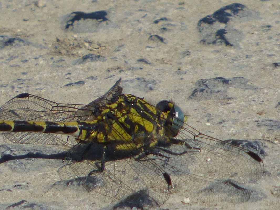 Onychogomphus uncatus  - Serafín Alarcón