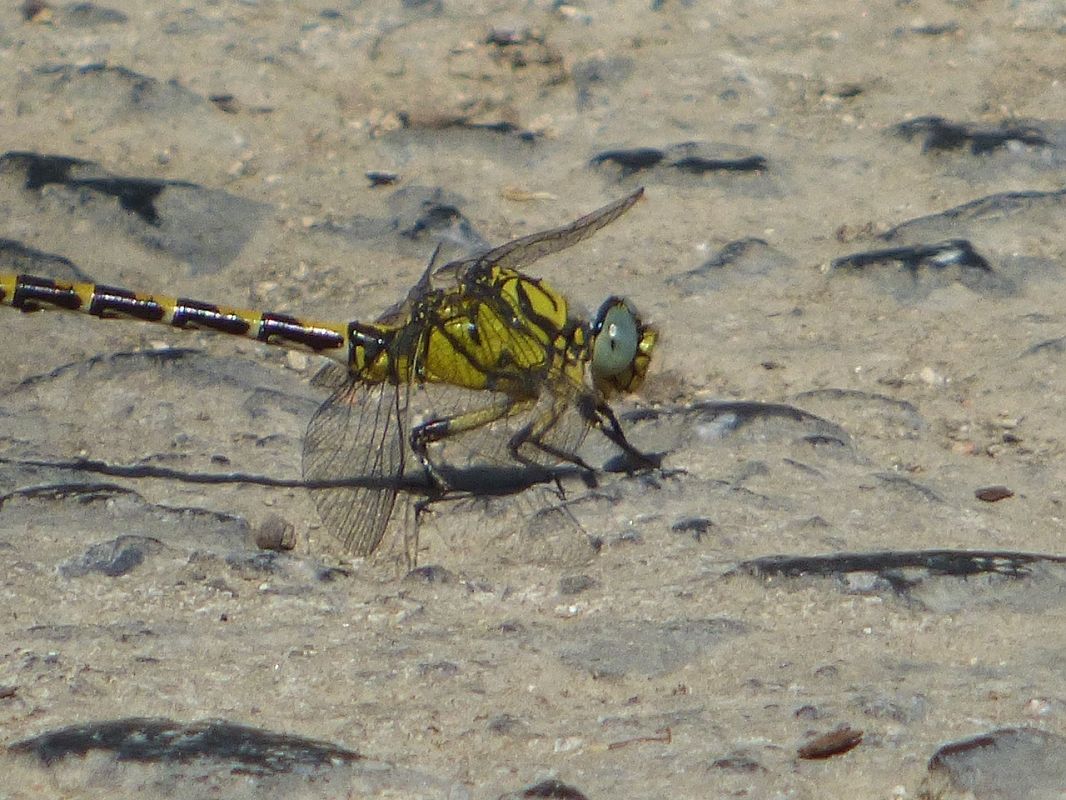 Onychogomphus forcipatus  - Serafín Alarcón