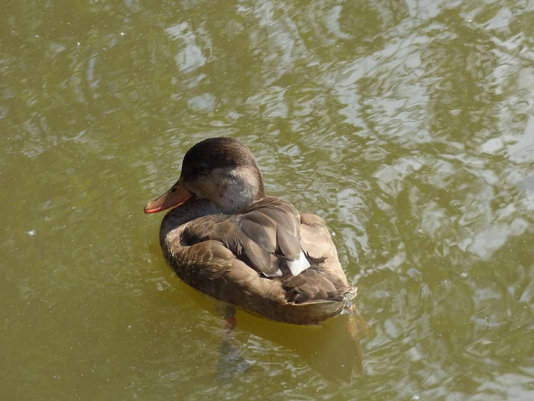 Anas platyrhynchos x Netta rufina  - Serafín Alarcón