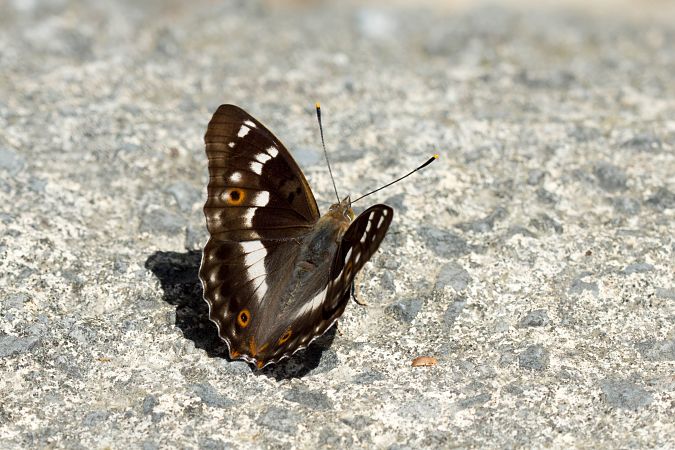 Apatura ilia  - Joseba Otaegi