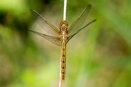 Orthetrum coerulescens  - Joseba Otaegi