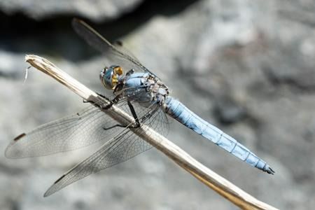 Orthetrum brunneum  - Joseba Otaegi