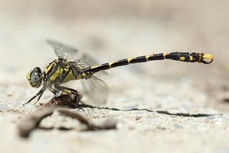 Onychogomphus uncatus  - Joseba Otaegi