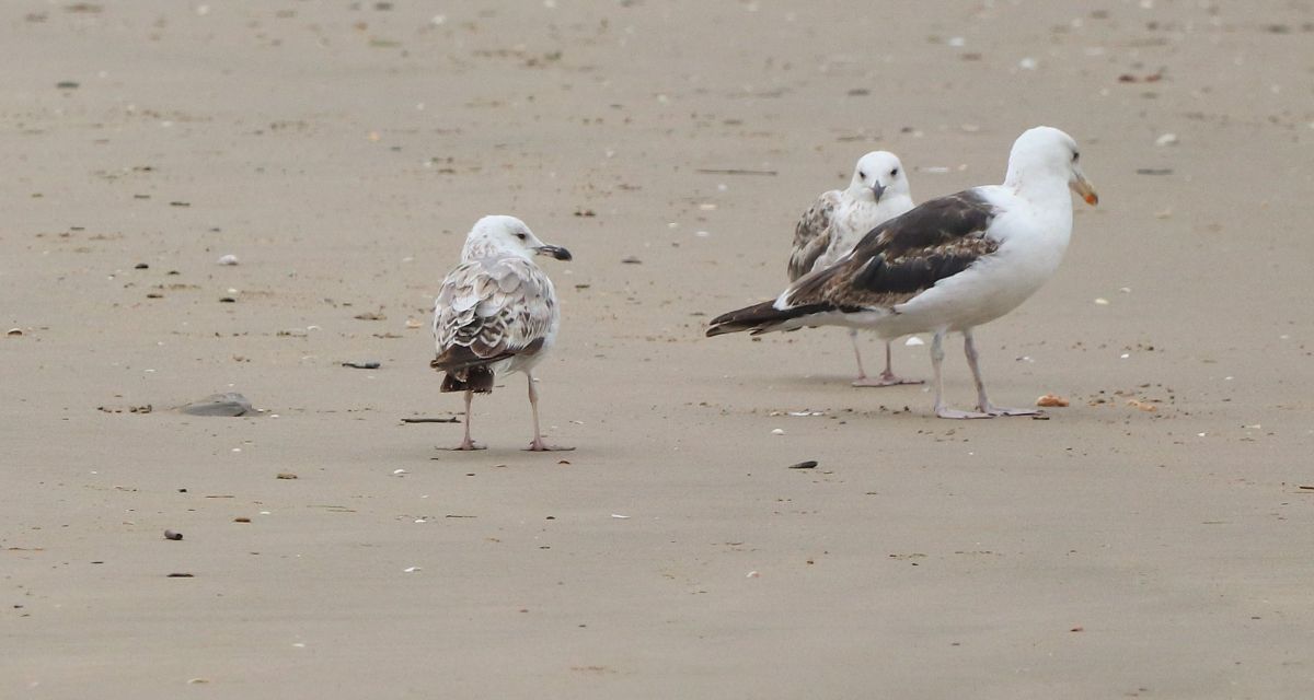 Caspian Gull  - David Santamaría