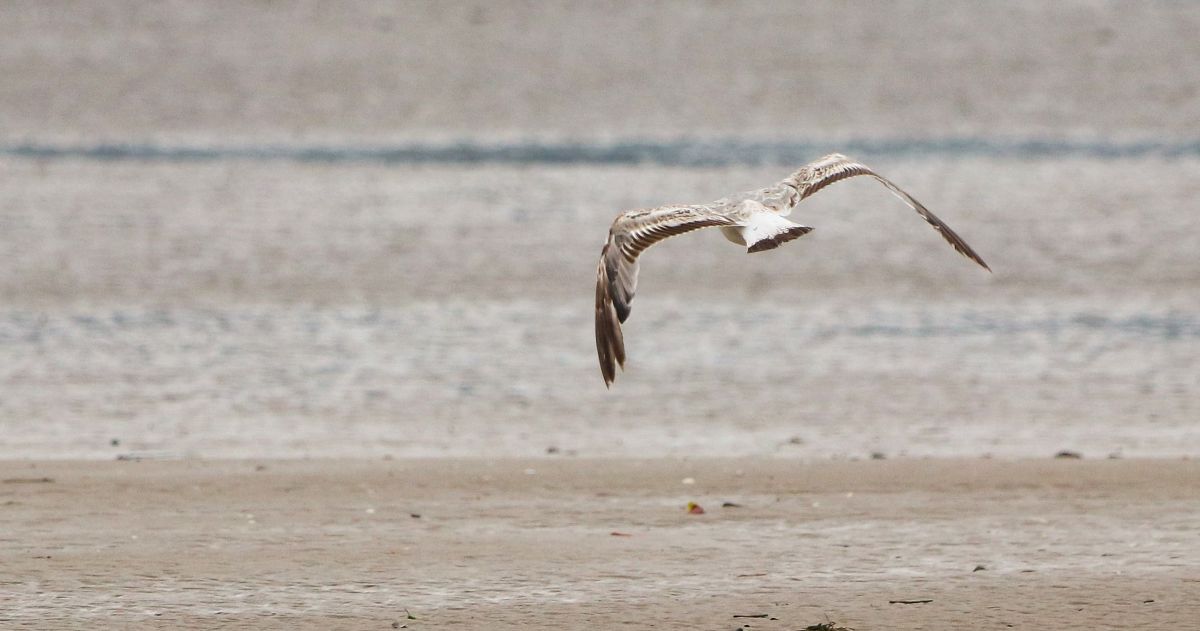 Larus cachinnans  - David Santamaría