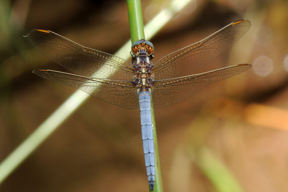 Orthetrum coerulescens  - Juan Carlos Palacios