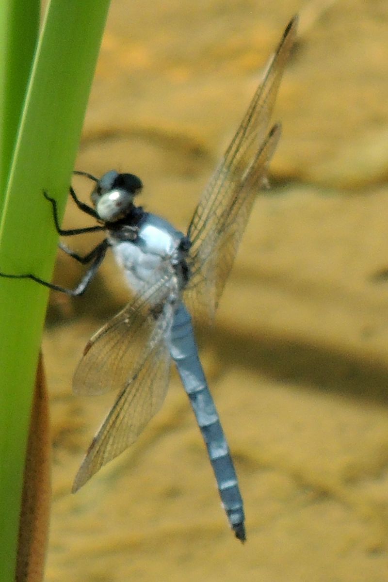 Orthetrum brunneum  - Juan Carlos Palacios