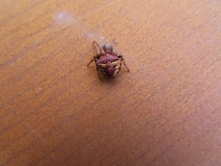 Gibbaranea bituberculata  - Jose Manuel Unanue