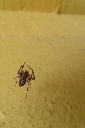 Larinioides sclopetarius  - Jose Manuel Unanue