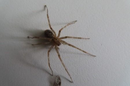 Pardosa sp.  - Jose Manuel Unanue