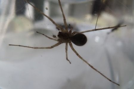 Pardosa sp.  - Jose Manuel Unanue