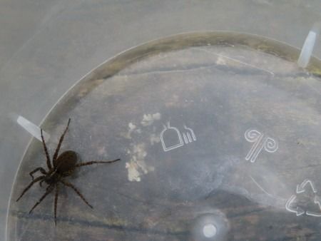 Pardosa sp.  - Jose Manuel Unanue