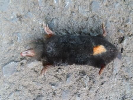 Sator (Talpa sp.)  - Jose Manuel Unanue