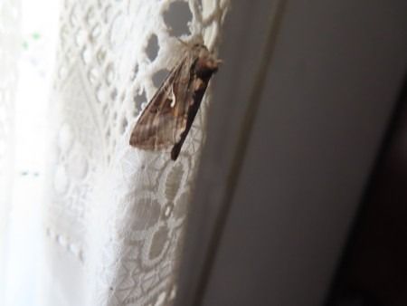Autographa gamma  - Jose Manuel Unanue