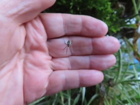 Mangora acalypha  - Jose Manuel Unanue