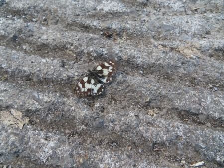Melanargia galathea  - Jose Manuel Unanue