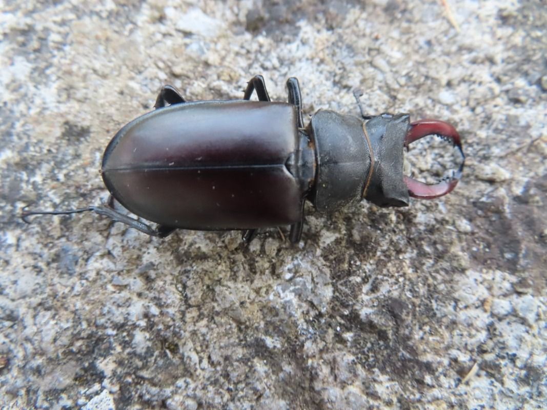 Lucanus cervus  - Jose Manuel Unanue