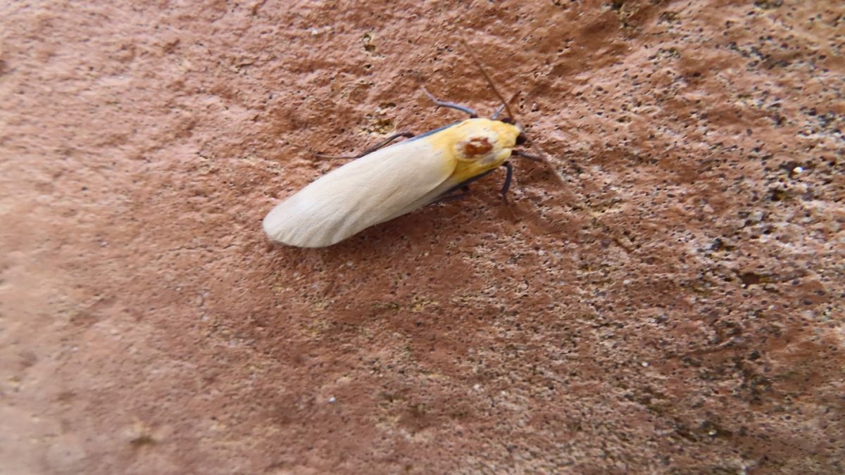 Lithosia quadra  - Jose Manuel Unanue