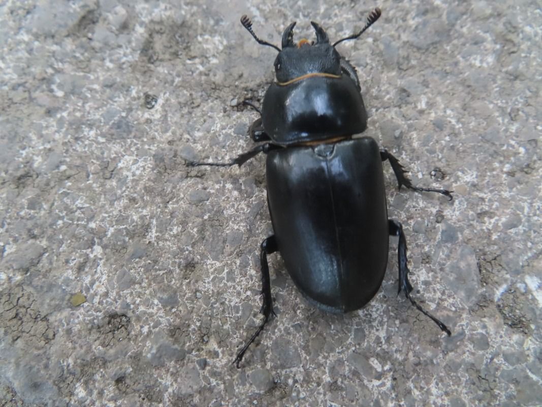 Lucanus cervus  - Jose Manuel Unanue
