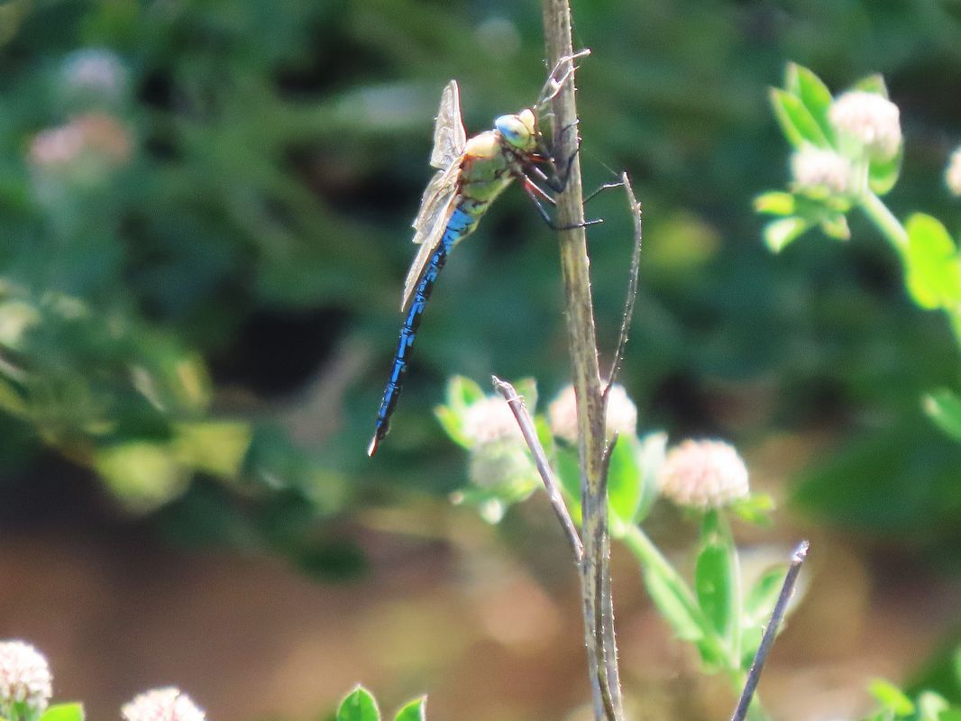 Anax imperator  - Juana Oyanguren