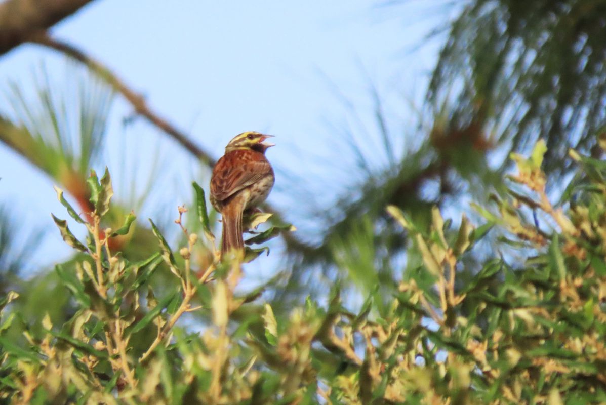 Cirl Bunting  - Juana Oyanguren