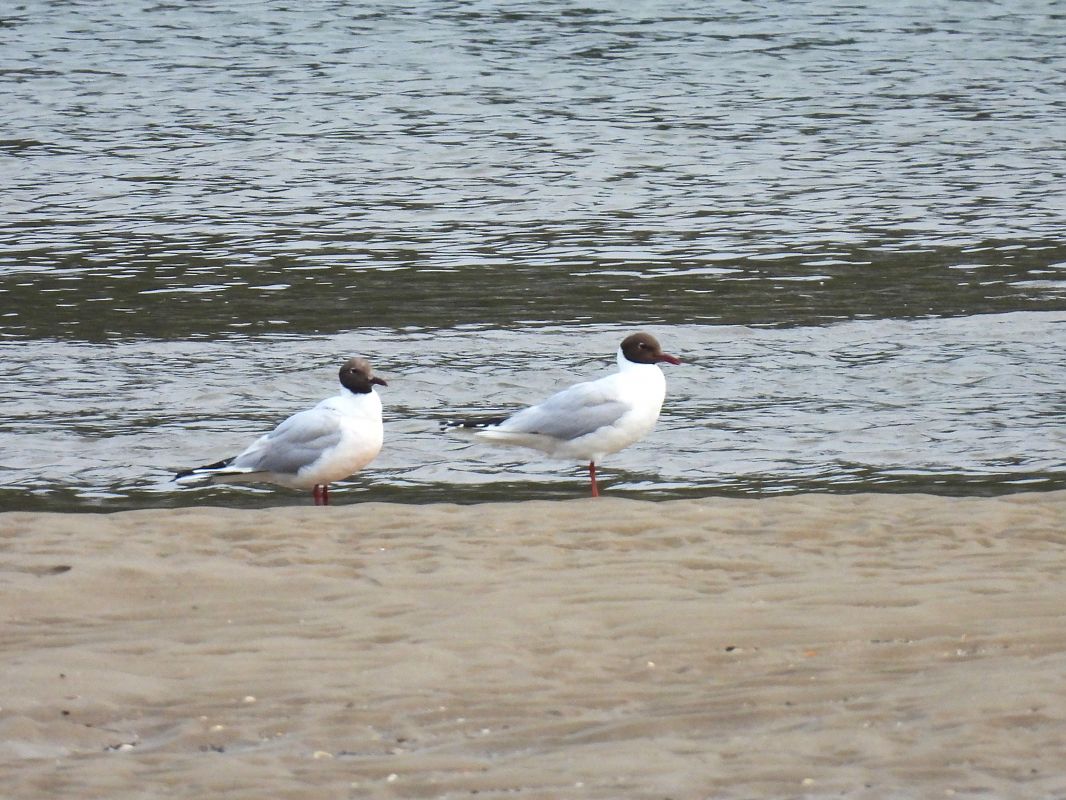 Mouette rieuse  - Juana Oyanguren