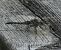 Orthetrum cancellatum  - Alfredo Herrero