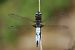 Libélula de ojos azules (Libellula fulva) © Iñaki Mezquita Aranburu